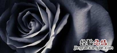 黑玫瑰花语是什么,丝绒玫瑰花语是什么