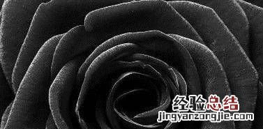 黑玫瑰花语是什么,丝绒玫瑰花语是什么