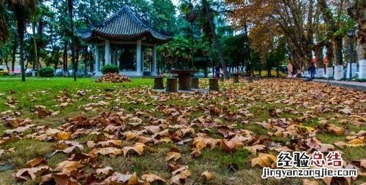 夜书所见诗中的书指的是什么意思