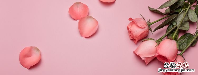 过生日送什么花，三姨过生日送什么花