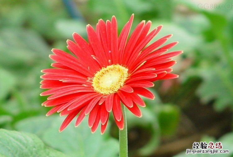 非洲菊花语,黄波斯菊花语