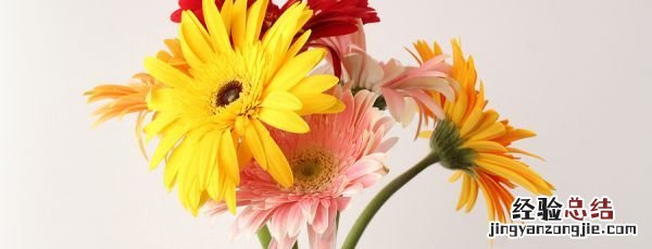 非洲菊花语,黄波斯菊花语