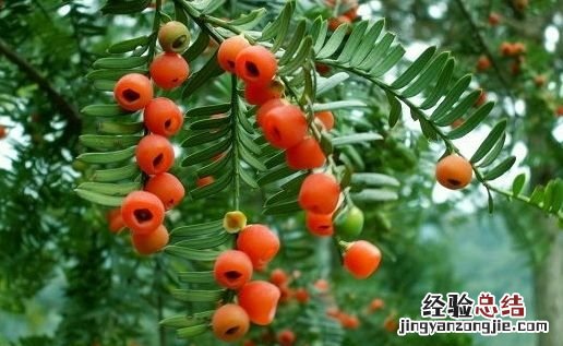 红豆杉的功效与作用,红豆杉的八大功能特点