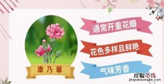 康乃馨花语代表什么，深红康乃馨花语代表什么