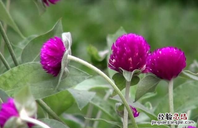 春天适合种什么花动漫 春天适合种什么花