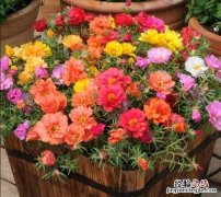 春天适合种什么花动漫 春天适合种什么花