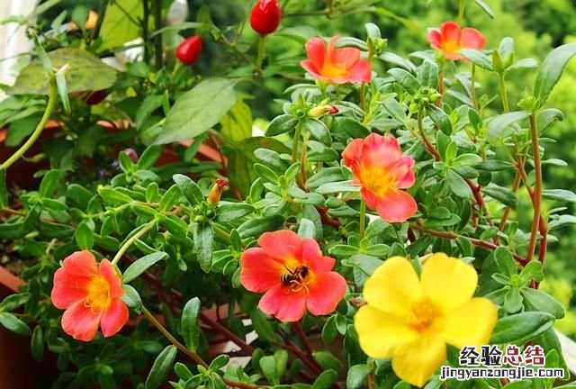 春天适合种什么花动漫 春天适合种什么花