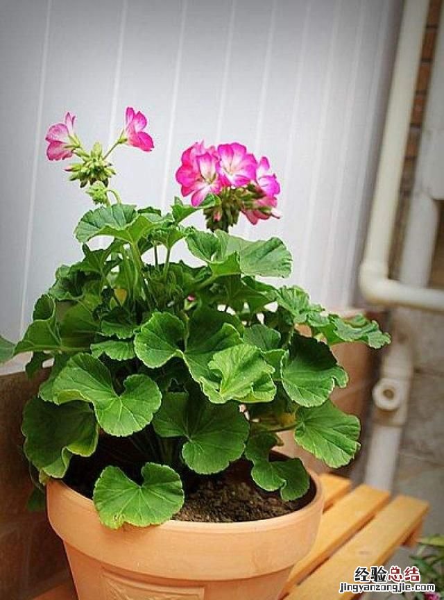 春天适合种什么花动漫 春天适合种什么花