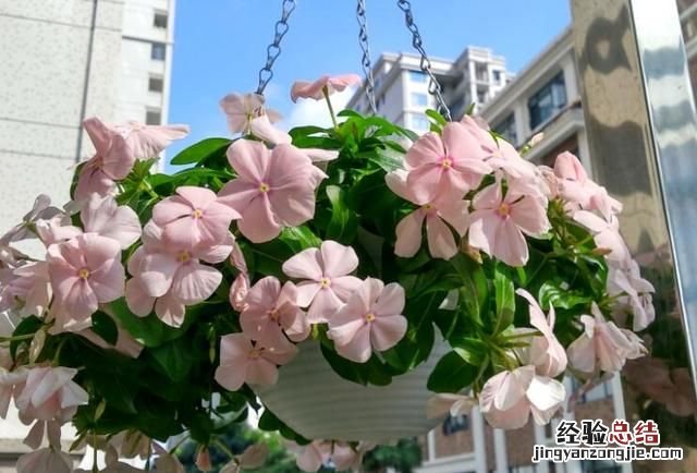 春天适合种什么花动漫 春天适合种什么花