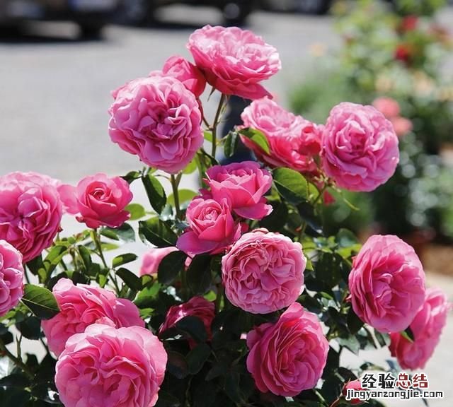 春天适合种什么花动漫 春天适合种什么花