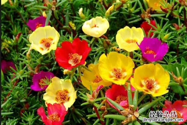 春天适合种什么花动漫 春天适合种什么花