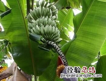 香蕉和芭蕉怎么区别