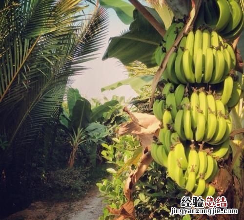 香蕉和芭蕉怎么区别