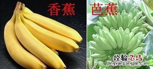 香蕉和芭蕉怎么区别
