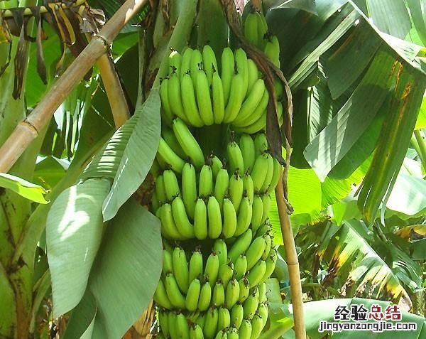 香蕉和芭蕉怎么区别