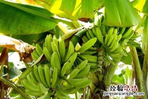 香蕉和芭蕉怎么区别