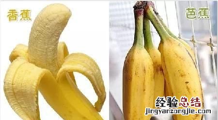 香蕉和芭蕉怎么区别