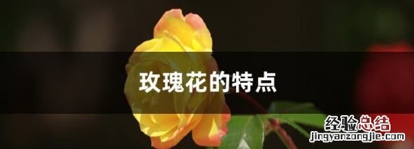 玫瑰花的功效与作用，千纤草玫瑰水的功效与作用
