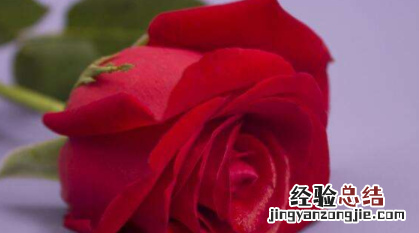 玫瑰花语每朵代表什么