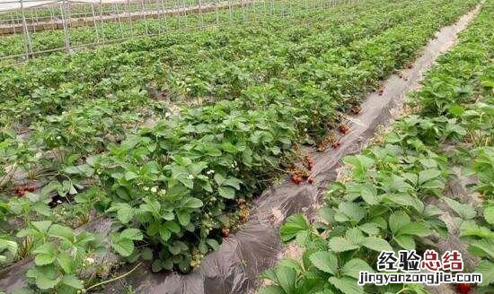 草莓什么季节成熟