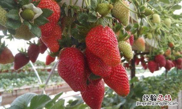 草莓什么季节成熟