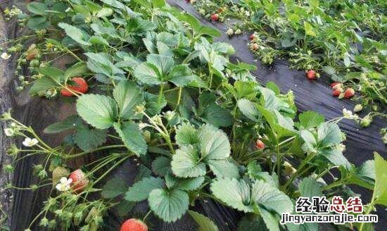 草莓什么季节成熟