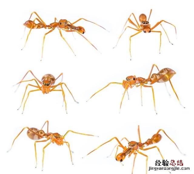 家里的黄蚂蚁太多了怎么办