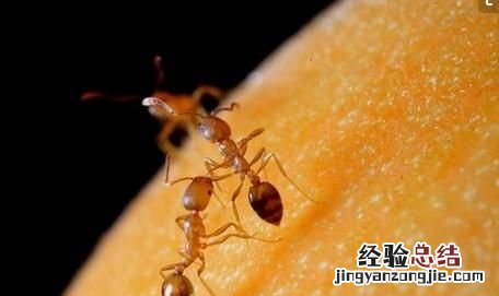家里的黄蚂蚁太多了怎么办