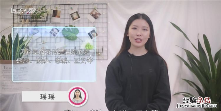 风铃草的花语，不再联系初恋的花语