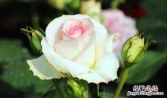 月季花怎么养殖盆栽 盆栽月季花如何养殖