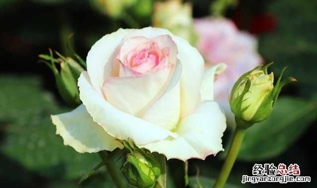 月季花怎么养殖盆栽 盆栽月季花如何养殖