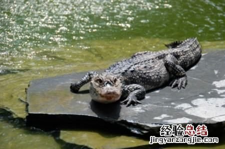 扬子鳄生活在哪里，咸水鳄是生活在淡水中还是海水中