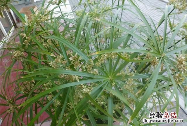 竹子的种植特点,种什么样的竹子才有经济价值