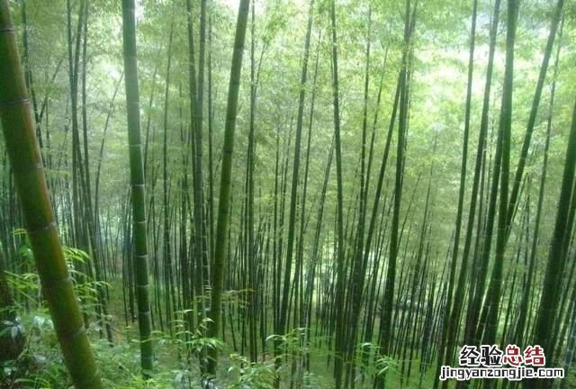 竹子的种植特点,种什么样的竹子才有经济价值