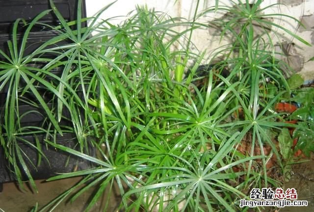竹子的种植特点,种什么样的竹子才有经济价值