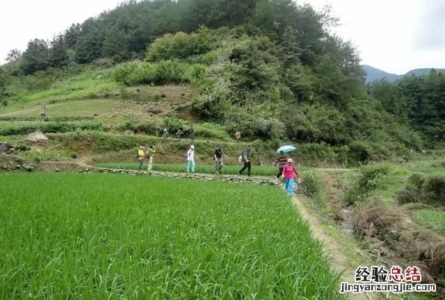 竹子的种植特点,种什么样的竹子才有经济价值