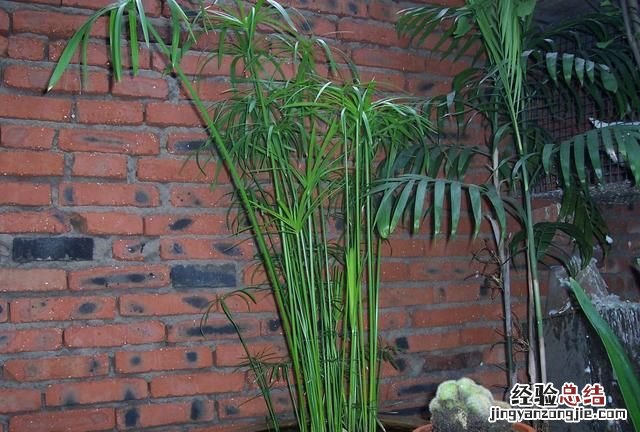 竹子的种植特点,种什么样的竹子才有经济价值