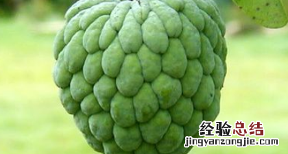 佛头果是什么果