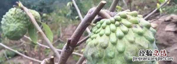 佛头果是什么果