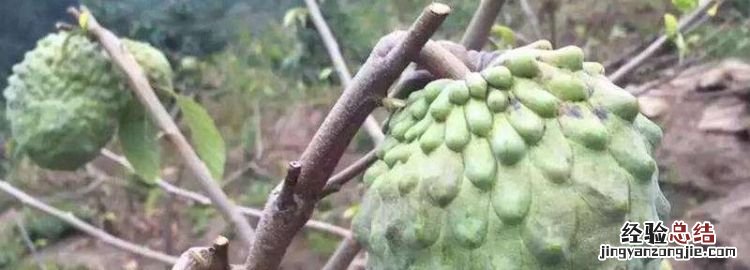 佛头果是什么果