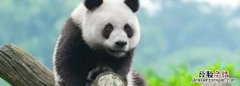 大熊猫几级保护动物