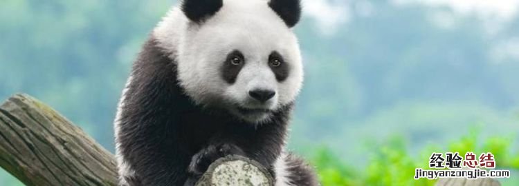大熊猫几级保护动物