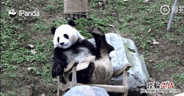 大熊猫几级保护动物