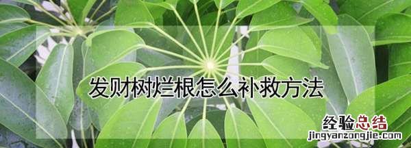 发财树烂根怎么补救