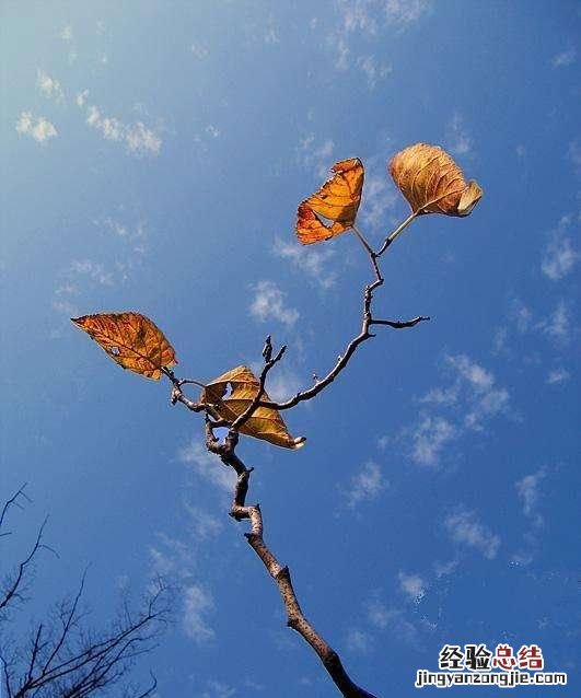 冬至还没到这白天怎么变长了,冬至以后是不是一天比一天长了