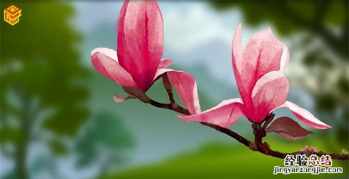 玉兰花的寓意,玉兰花做头像的寓意是什么