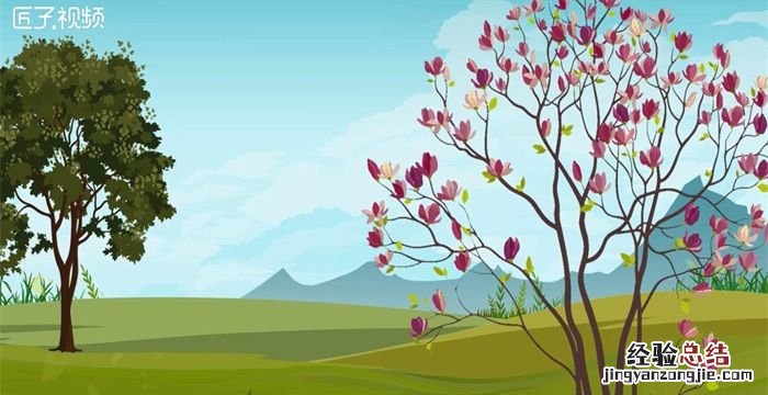 玉兰花的寓意,玉兰花做头像的寓意是什么
