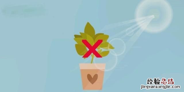 绿萝叶子发黄是什么原因