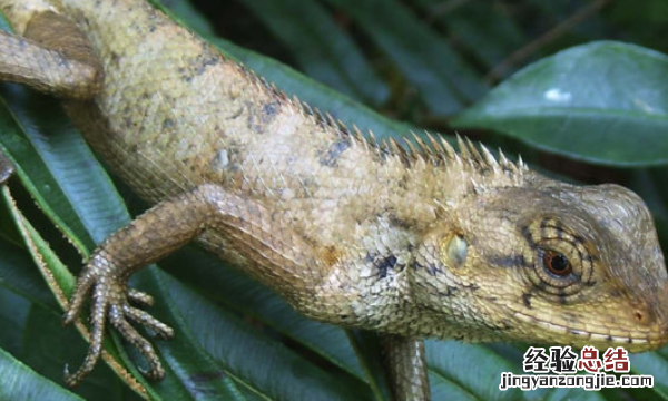 蜥蜴是变色龙，蜥蜴变色龙颚鱼是恐龙的后裔