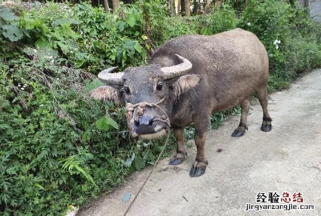 立秋有吃饺子的习俗吗